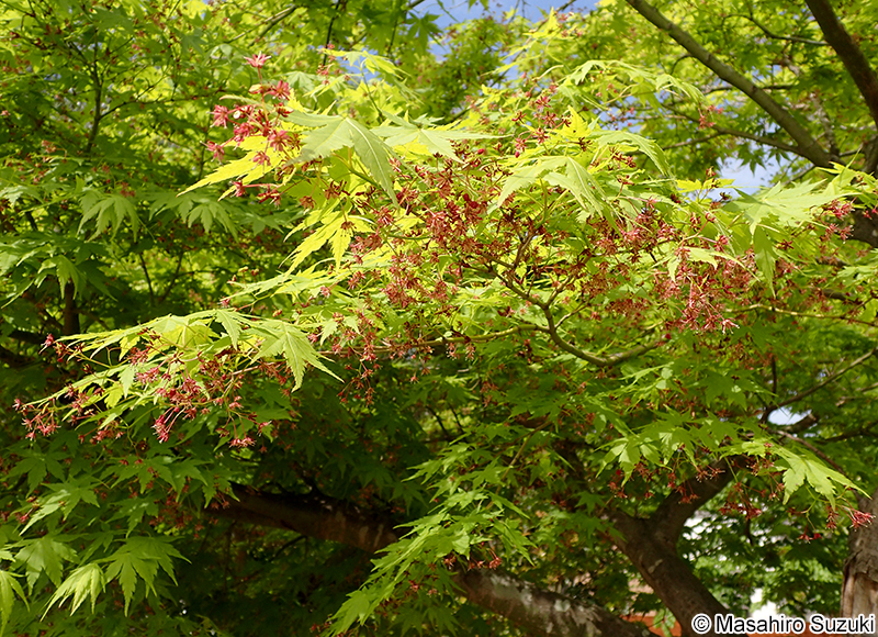 イロハモミジ Acer palmatum