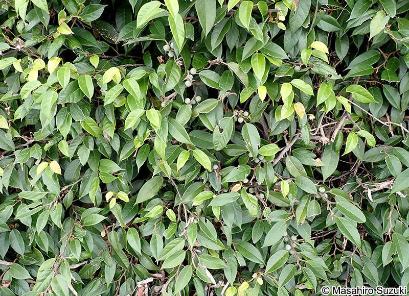 イタビカズラ Ficus sarmentosa subsp. nipponica