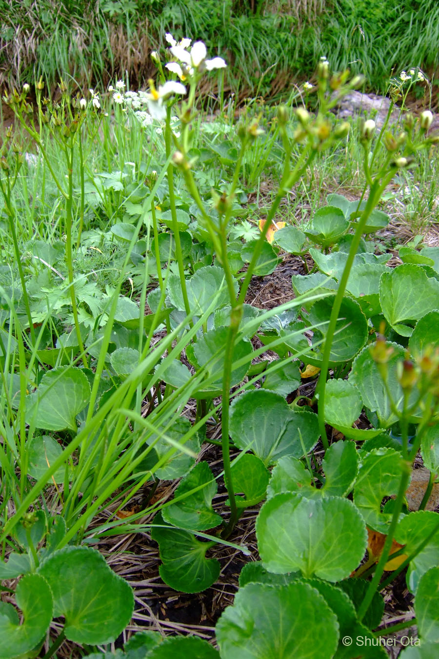 イワイチョウ Nephrophyllidium crista-galli subsp. japonicum