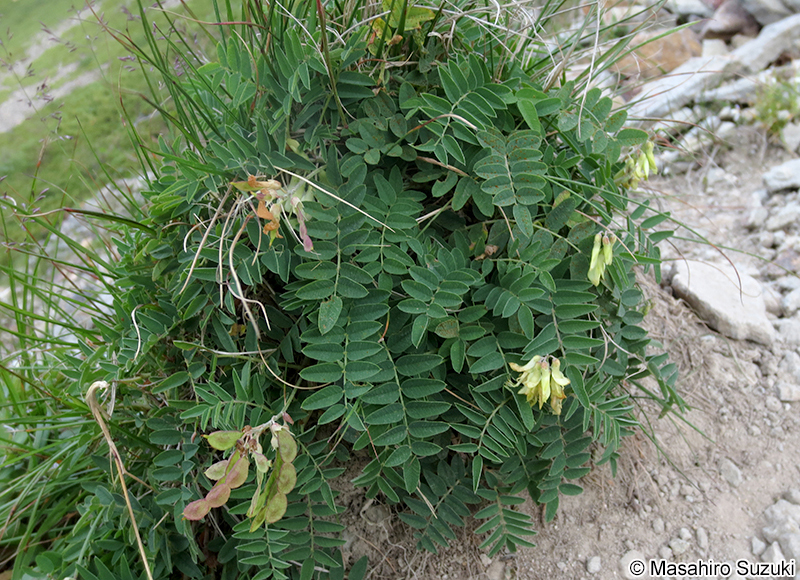 イワオウギ Hedysarum vicioides subsp. japonicum