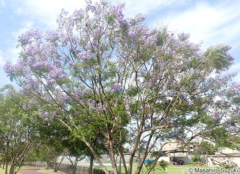 ジャカランダ（キリモドキ属の1種） Jacaranda sp.