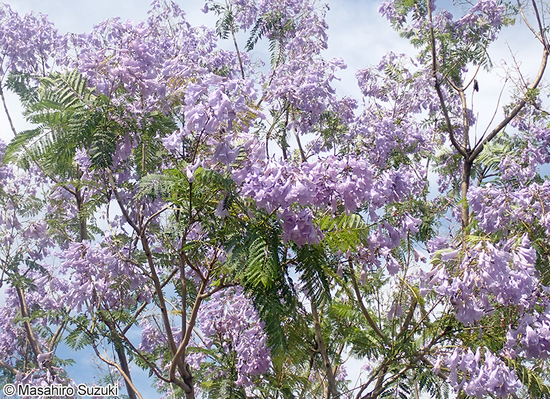 ジャカランダ（キリモドキ属の1種） Jacaranda sp.