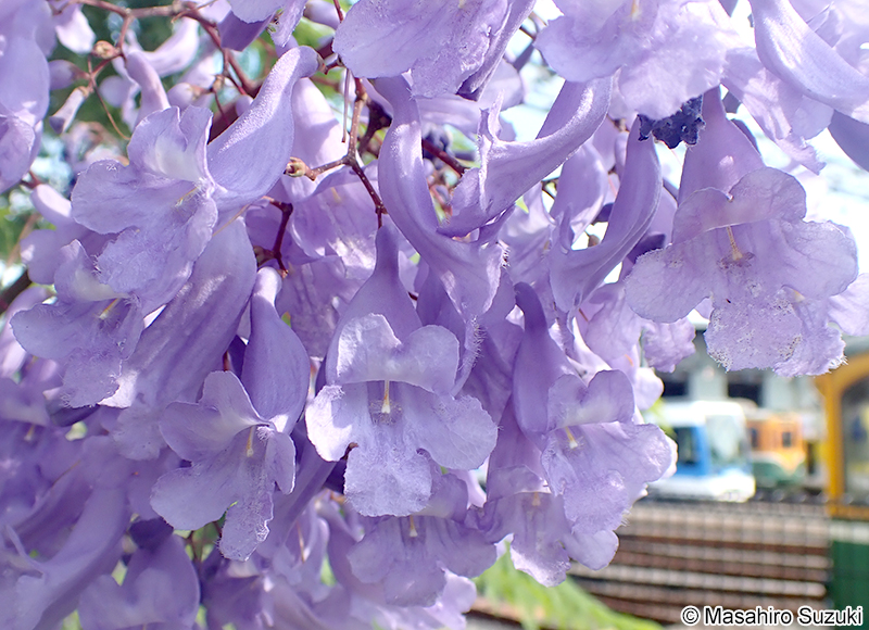 ジャカランダ（キリモドキ属の1種） Jacaranda sp.