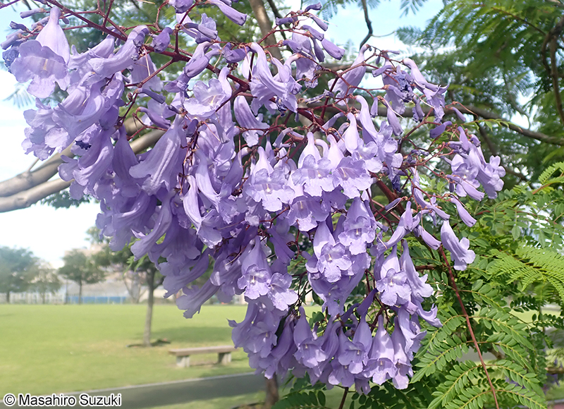 ジャカランダ（キリモドキ属の1種） Jacaranda sp.