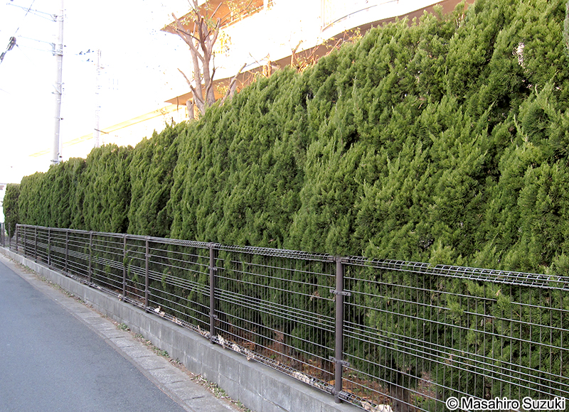 カイヅカイブキ Juniperus chinensis 'Kaizuka'