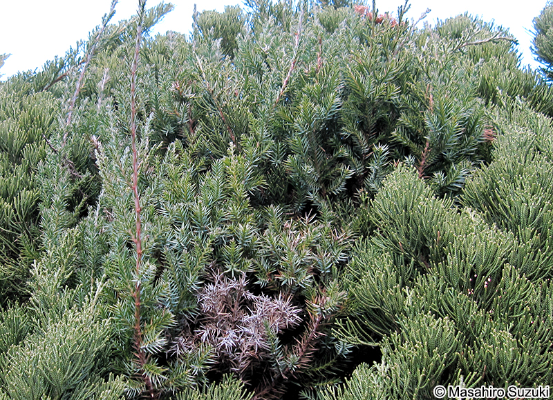 カイヅカイブキ Juniperus chinensis 'Kaizuka'