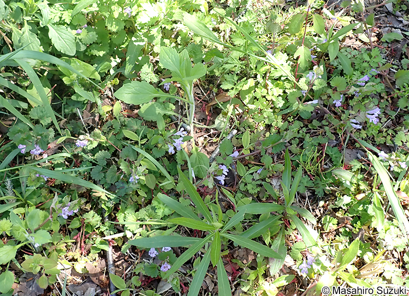 カキドオシ Glechoma hederacea subsp. grandis
