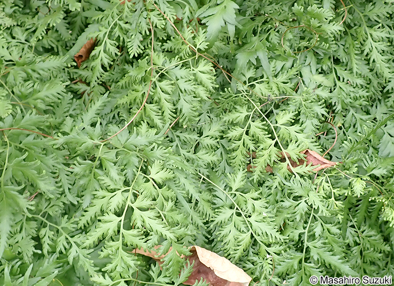 カニクサ Lygodium japonicum