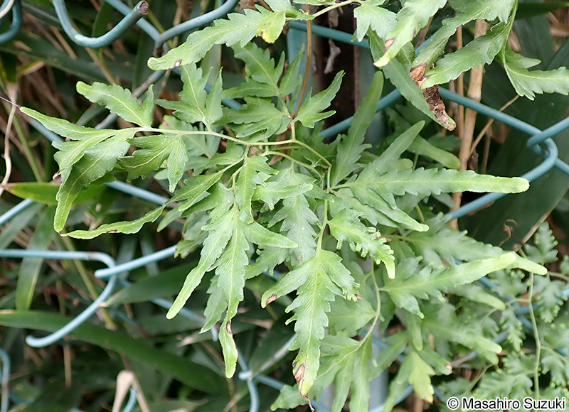 カニクサ Lygodium japonicum