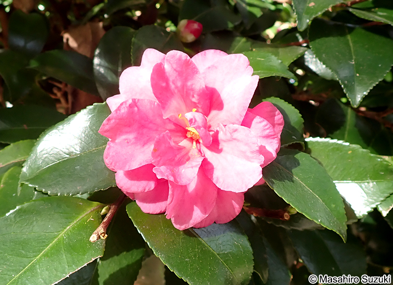 獅子頭 Camellia sasanqua 'Shishigashira'
