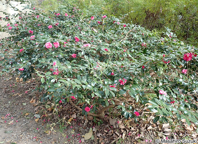 獅子頭 Camellia sasanqua 'Shishigashira'