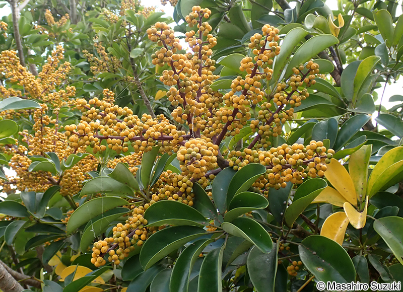 カポック（ヤドリフカノキ） Schefflera arboricola
