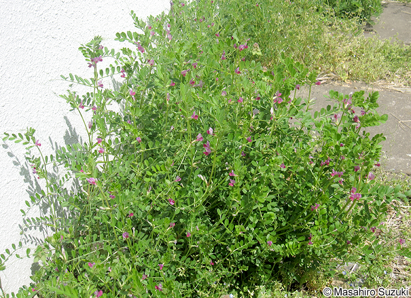 ヤハズエンドウ（カラスノエンドウ） Vicia sativa subsp. nigra