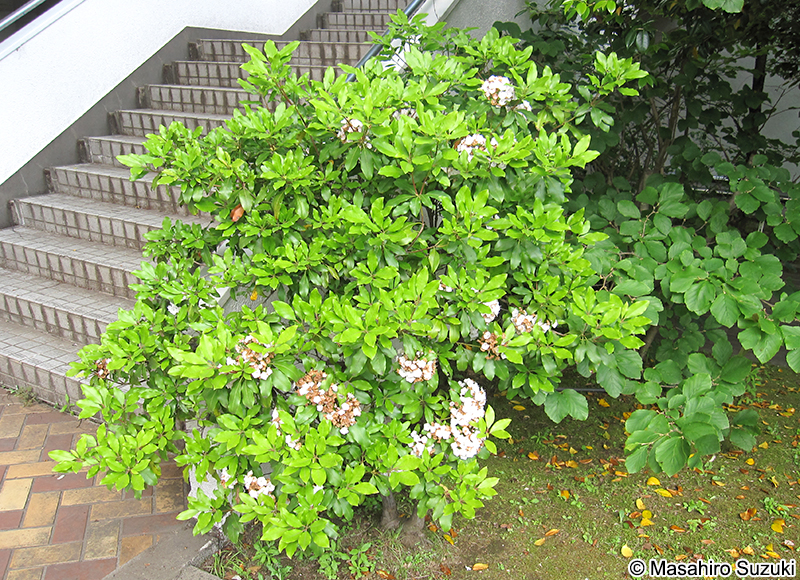 アメリカシャクナゲ（マウンテンローレル） Kalmia latifolia