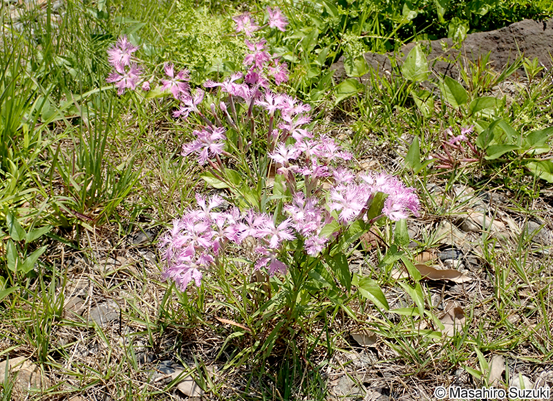 カワラナデシコ Dianthus superbus var. longicalycinus