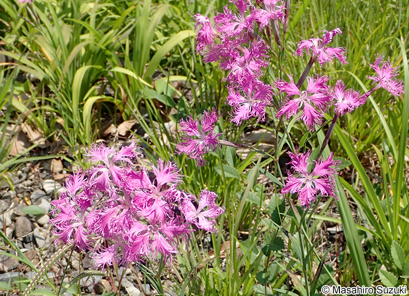 カワラナデシコ Dianthus superbus var. longicalycinus