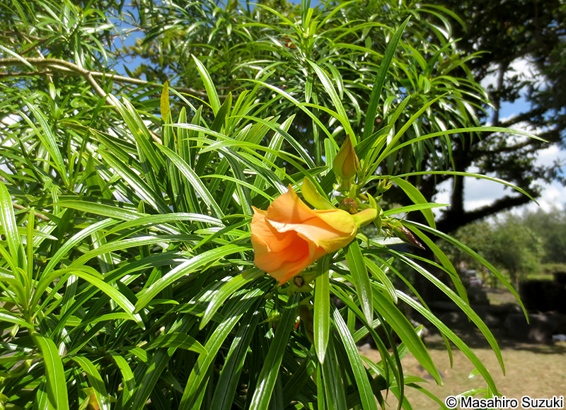 キバナキョウチクトウ Thevetia peruviana