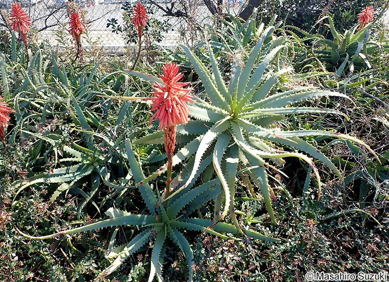 キダチアロエ Aloe arborescens