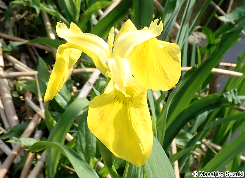 キショウブ Iris pseudacorus