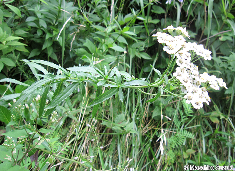 キタノコギリソウ Achillea alpina subsp. japonica