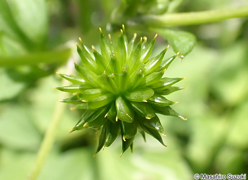 キツネノボタン Ranunculus silerifolius var. glaber