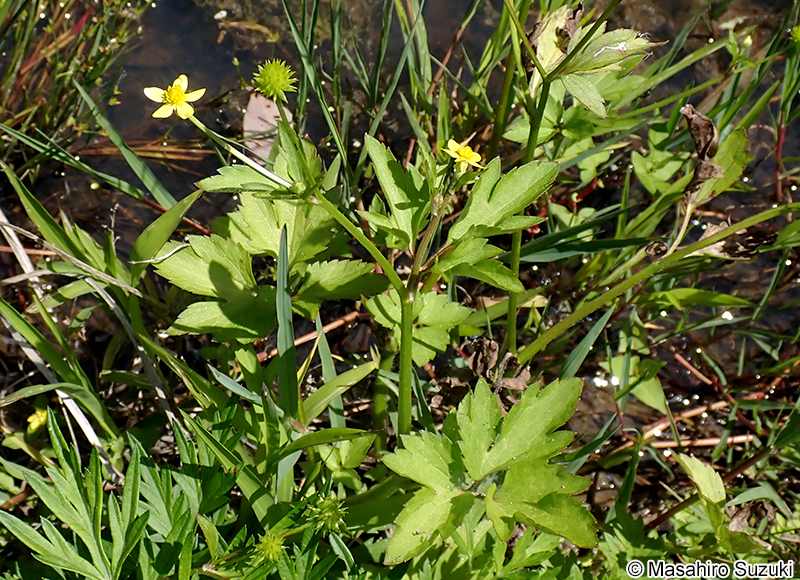 キツネノボタン Ranunculus silerifolius var. glaber