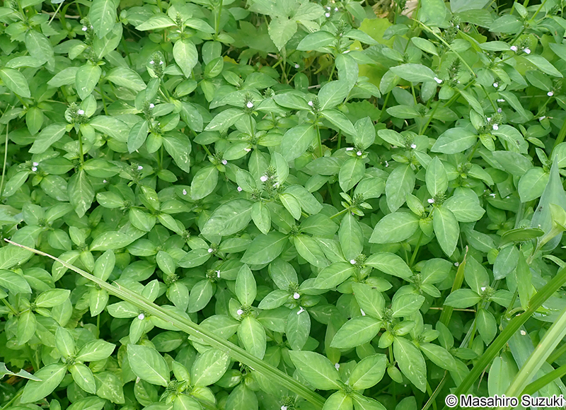 キツネノマゴ Justicia procumbens