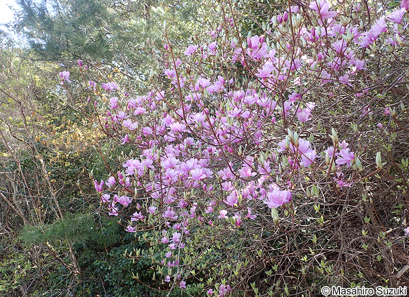 コバノミツバツツジ Rhododendron reticulatum