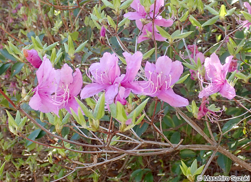コバノミツバツツジ Rhododendron reticulatum