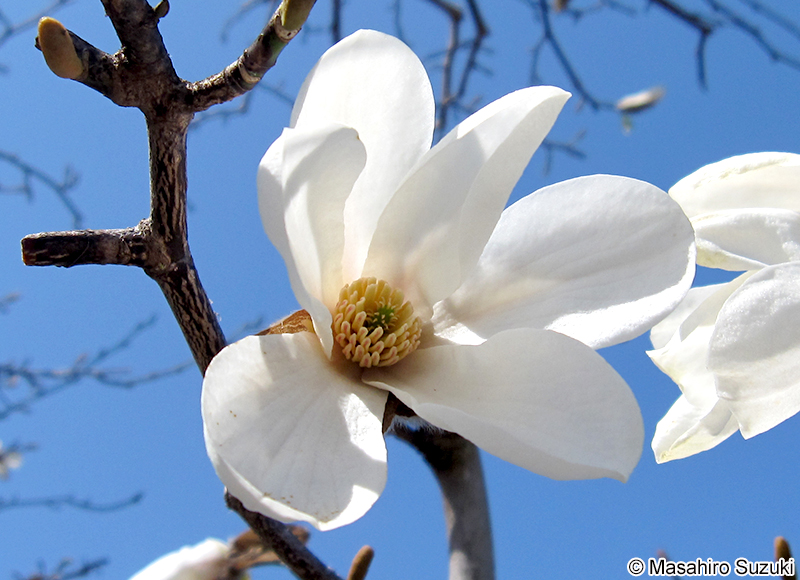 コブシ Magnolia kobus
