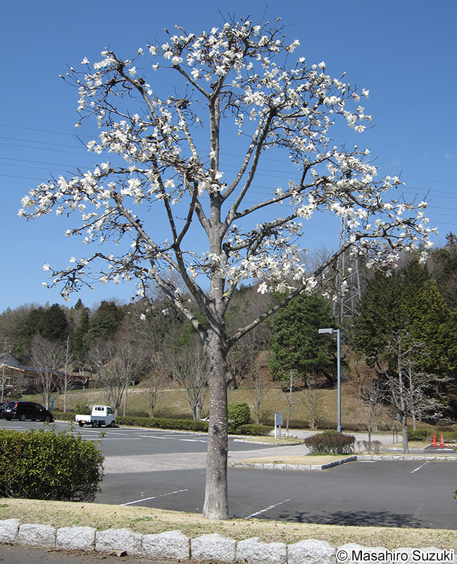 コブシ Magnolia kobus