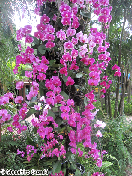 コチョウラン Phalaenopsis