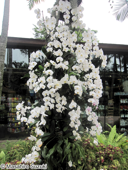 コチョウラン Phalaenopsis