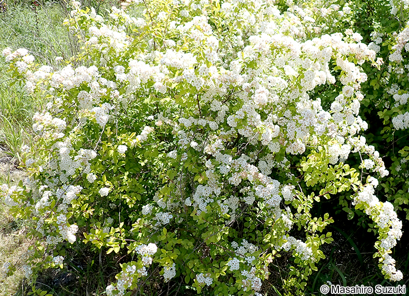 コデマリ Spiraea cantoniensis