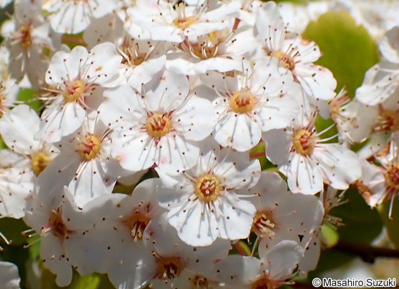 コデマリ Spiraea cantoniensis