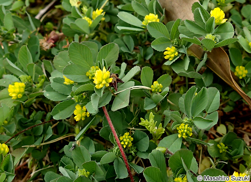 コメツブツメクサ Trifolium dubium