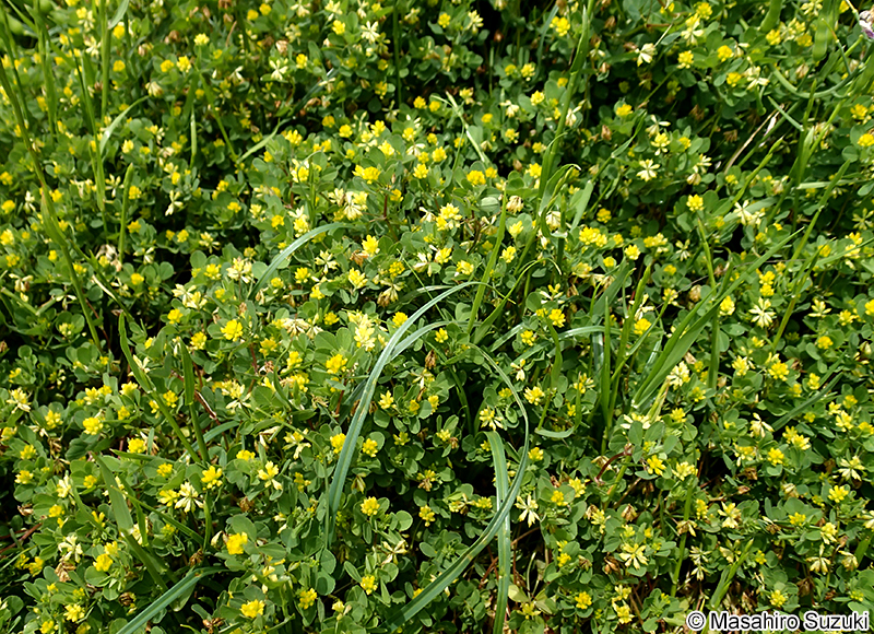 コメツブツメクサ Trifolium dubium