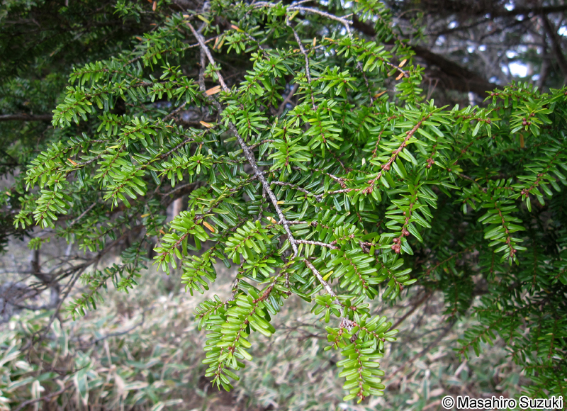 コメツガ Tsuga diversifolia