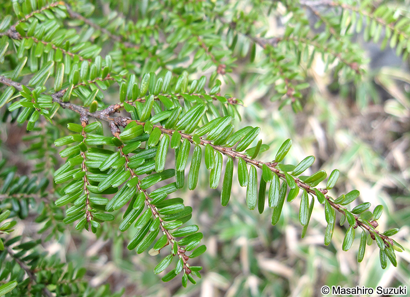 コメツガ Tsuga diversifolia