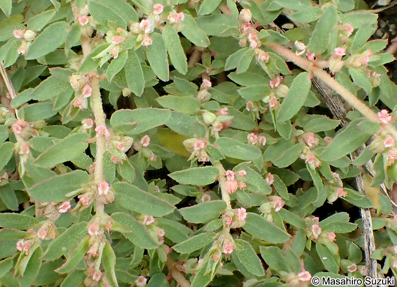 コニシキソウ Euphorbia maculata