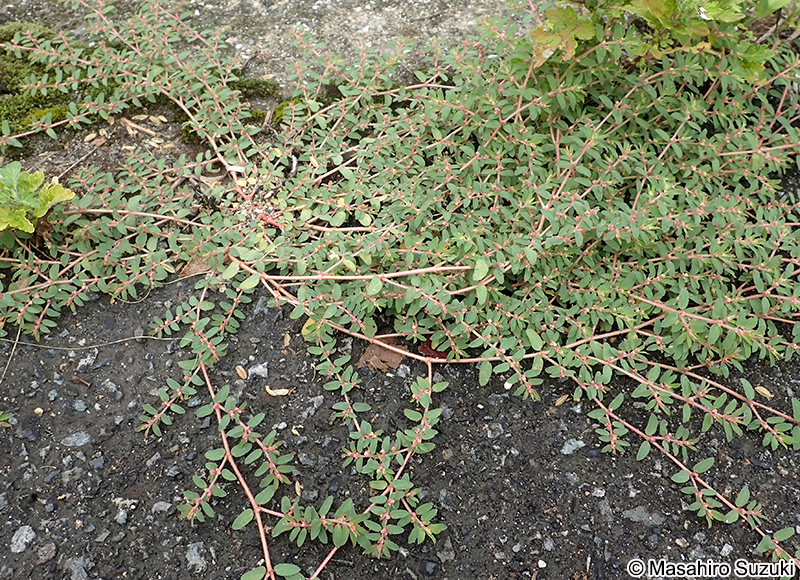 コニシキソウ Euphorbia maculata