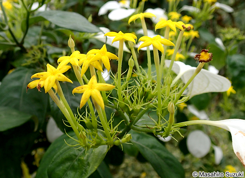 コンロンカ Mussaenda parviflora