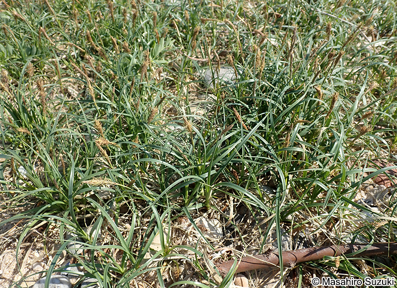 コウボウシバ Carex pumila