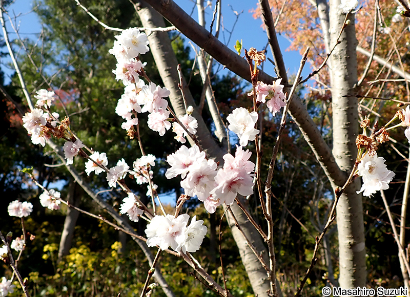 クマガイザクラ（熊谷桜） Cerasus incisa var. kinkiensis 'Kumagaizakura'