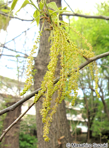 クヌギ Quercus acutissima