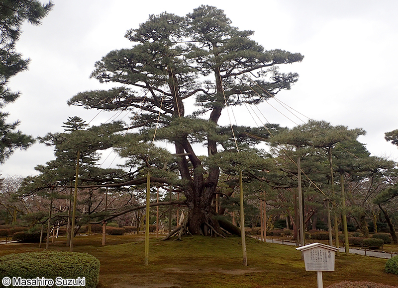 クロマツ Pinus Thunbergii
