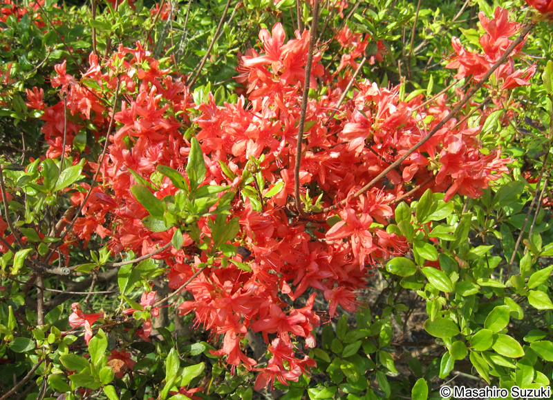 クルメツツジ Rhododendron x obtusum