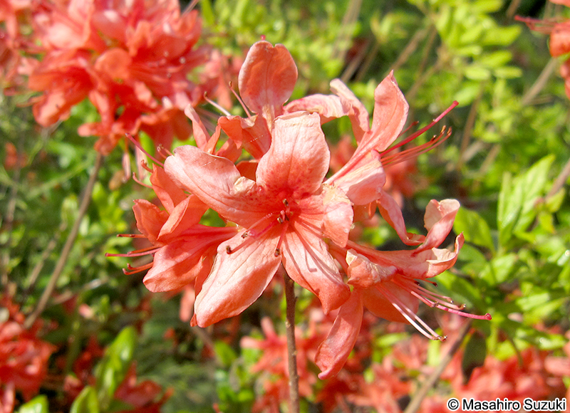 クルメツツジ Rhododendron x obtusum