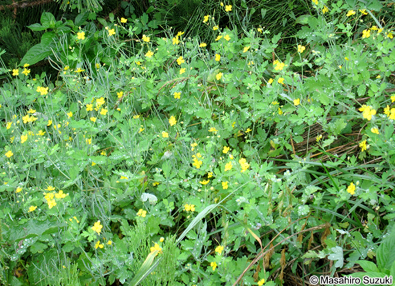 クサノオウ Chelidonium majus subsp. asiaticum