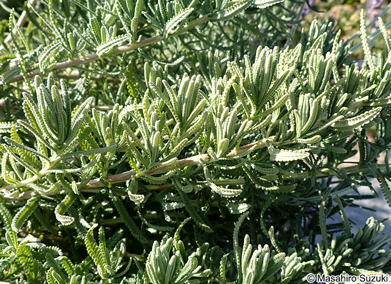イングリッシュラベンダー Lavandula angustifolia